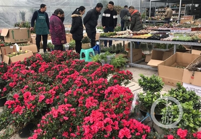 市民花市選“年貨” 春節花卉銷售火爆，禮品花卉走俏市場