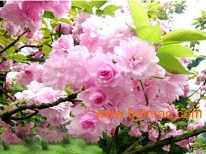 濰坊國慶菊優質貨源尋蹤 批發生產廠家、價格及禮品花卉銷售指南